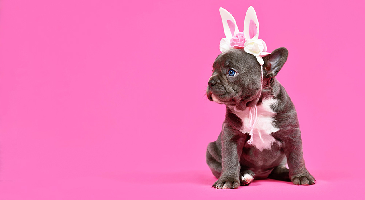 Dog Lovers Show
