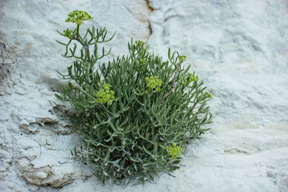 Seaweed On A Rock