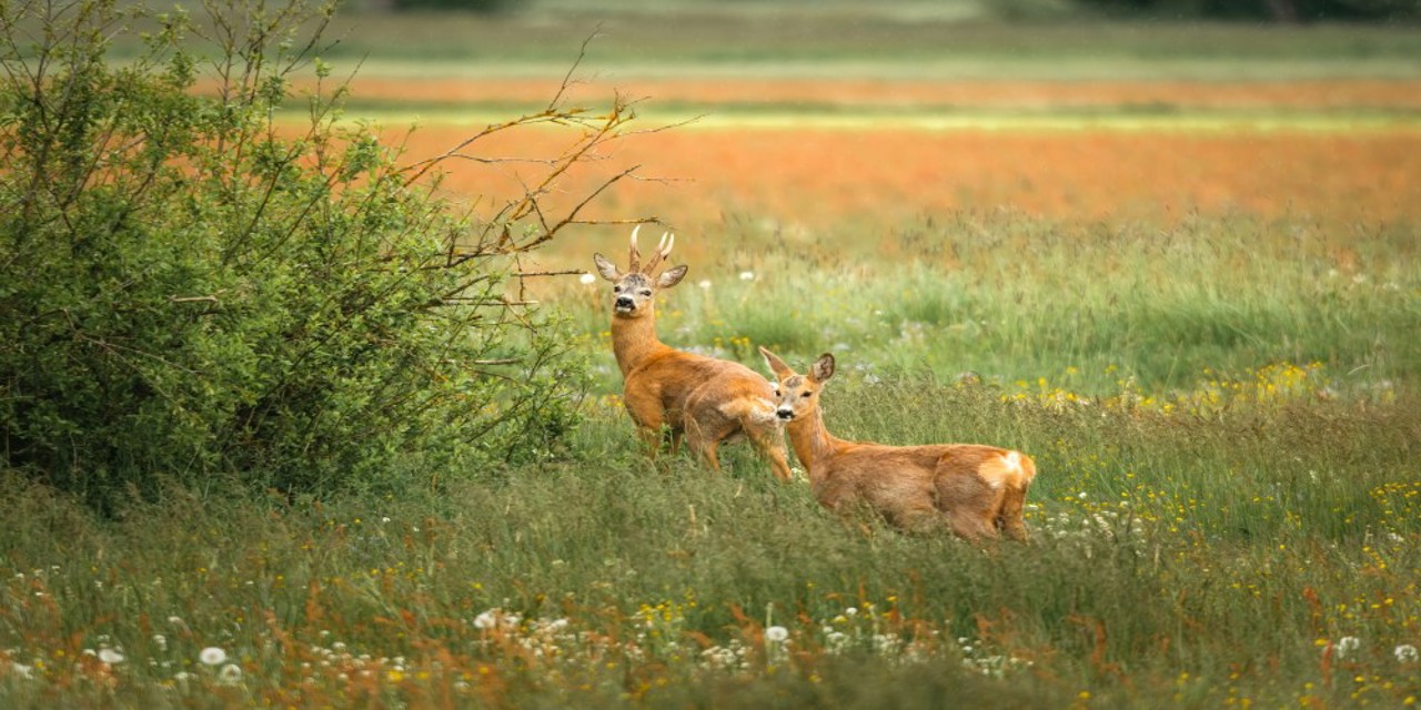 Deer Spotting
