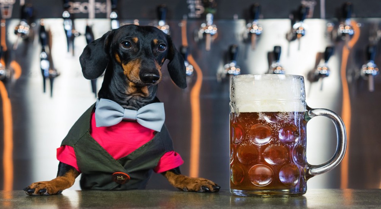 Dog Beers
