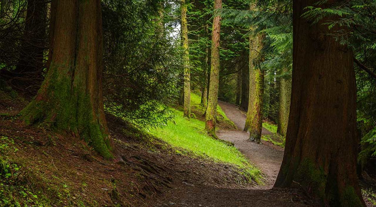 Whinlatter Forest Cumbria