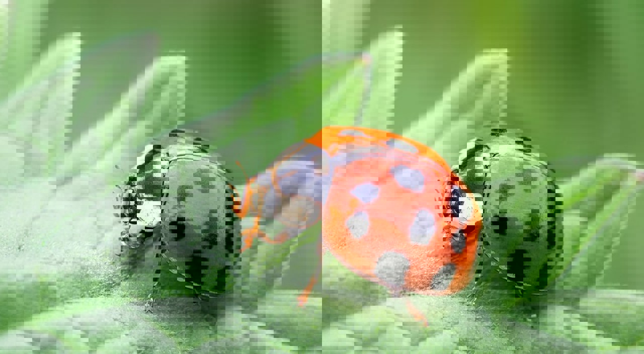 Lady Bird