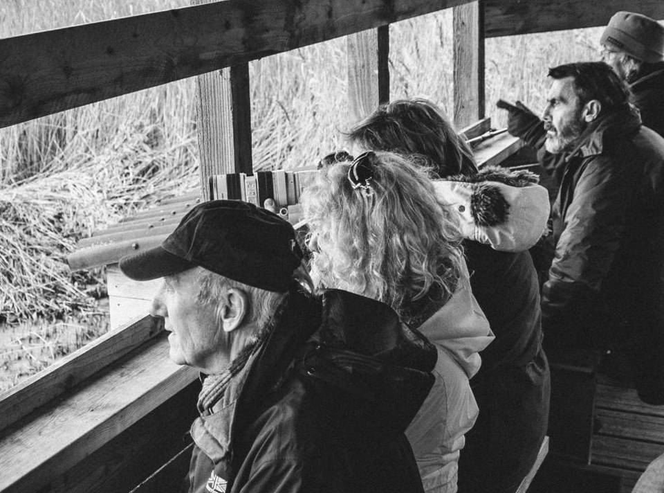 Starling Birdwatchers