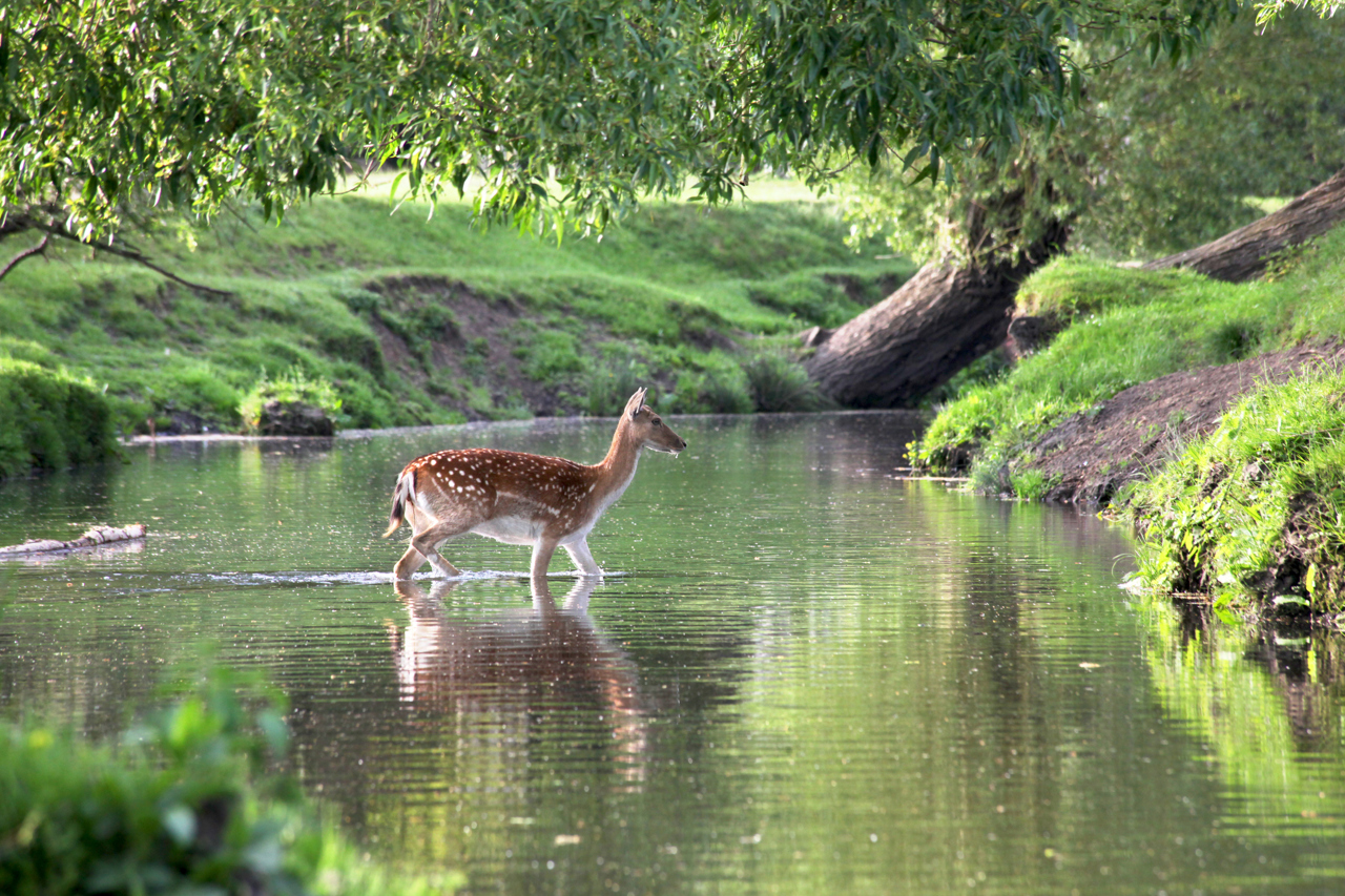 Richmond Park