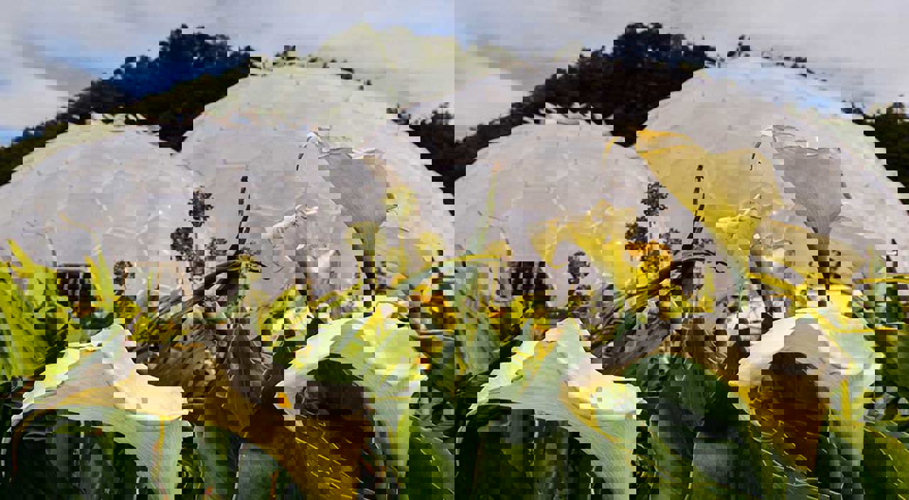 The Eden Project Cornwall