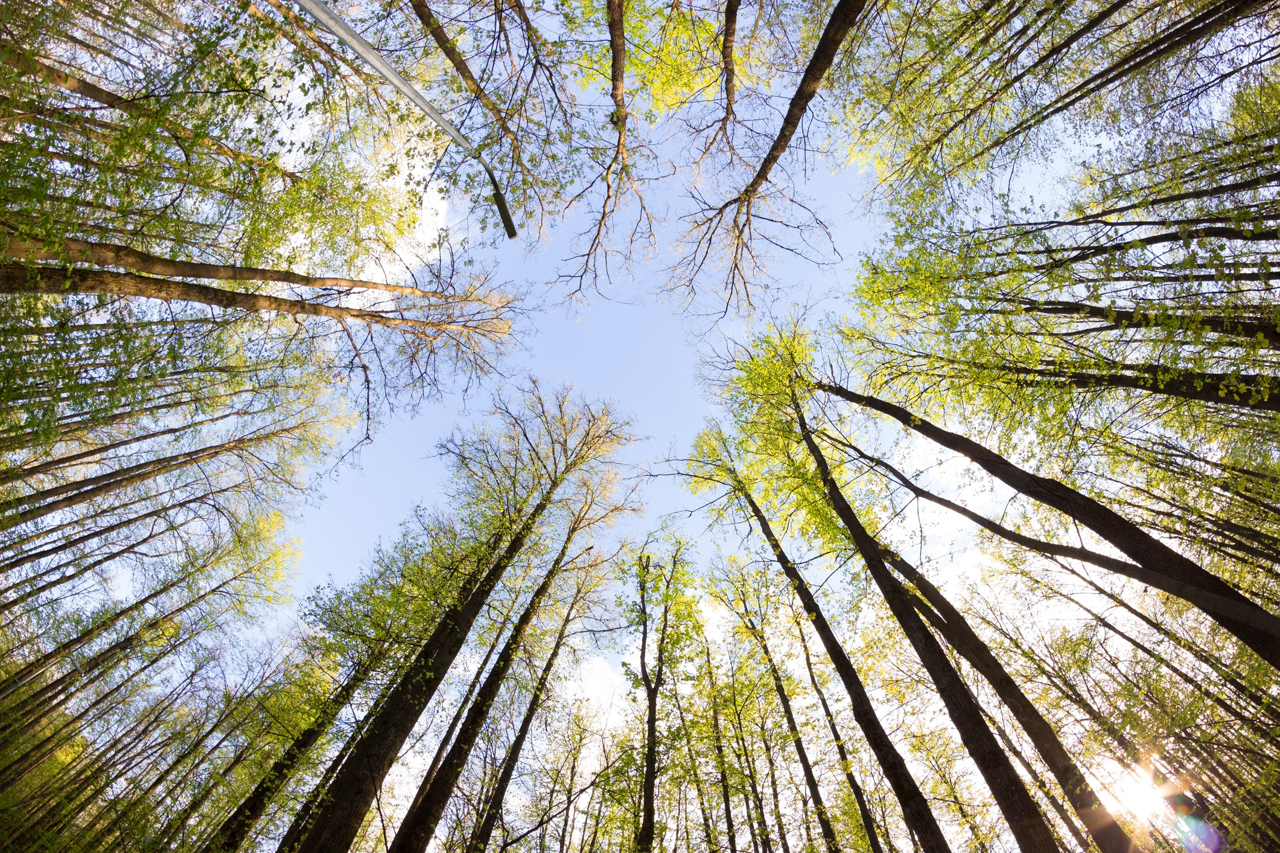 Forest In The Uk