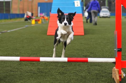 Dog Show Stamford