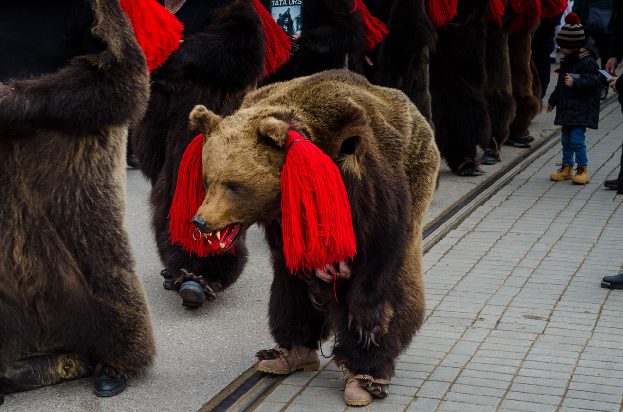 Bears