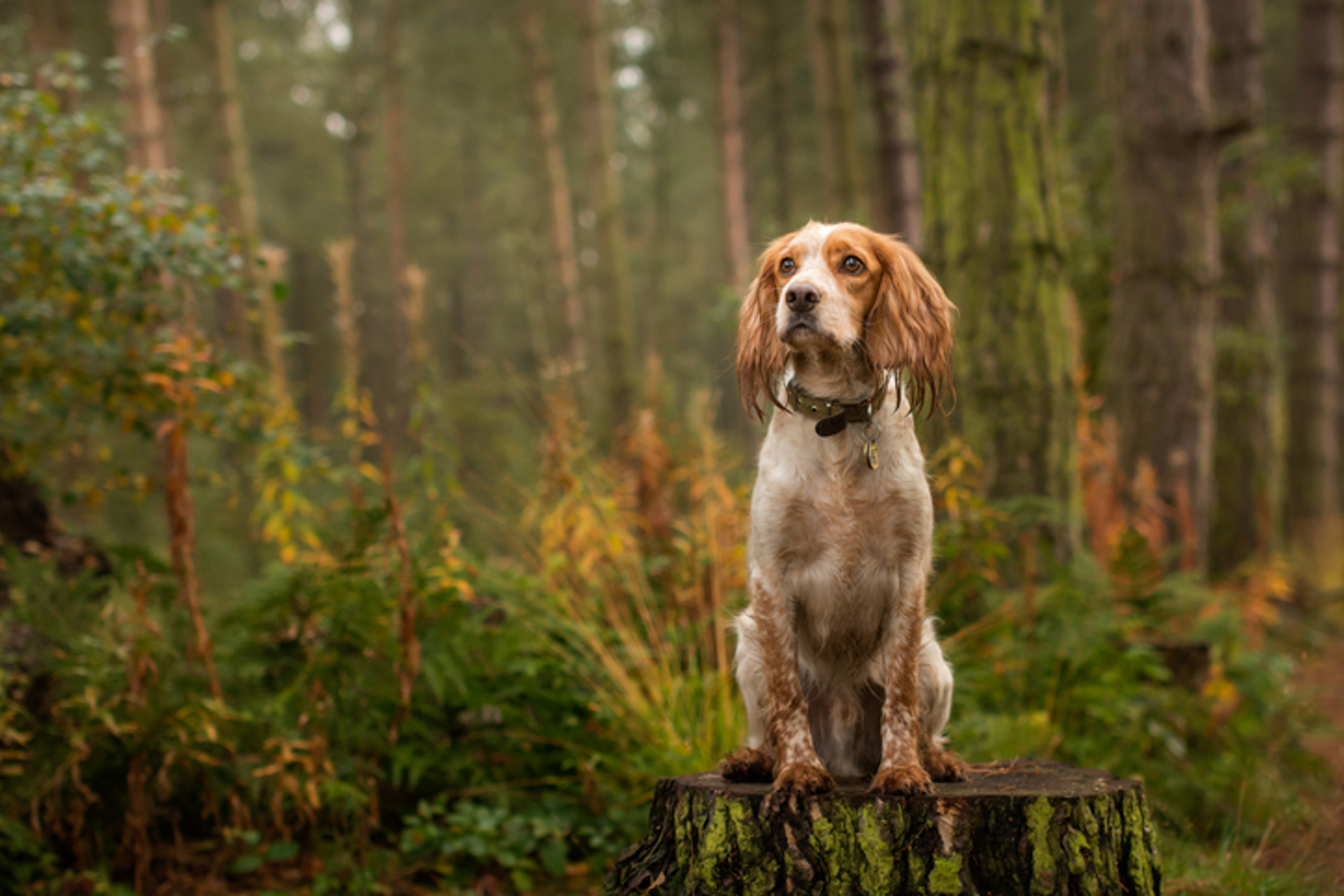 Dog In Woods