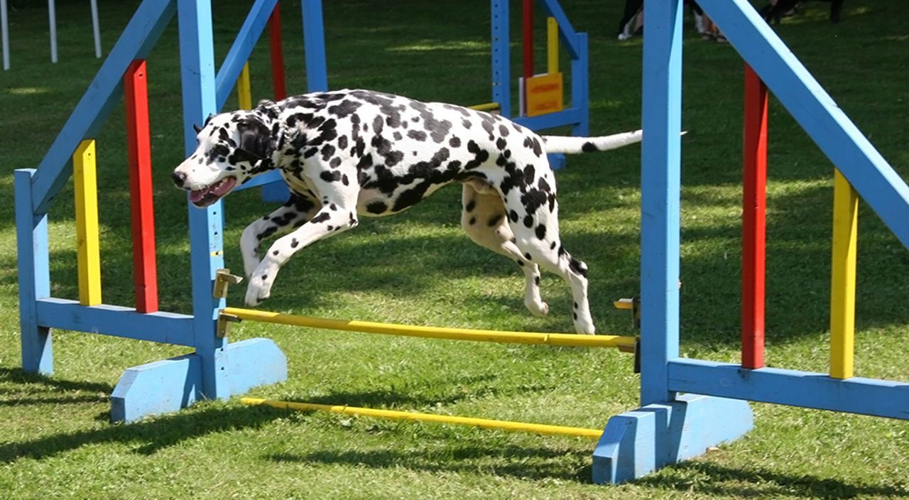 Dogfest