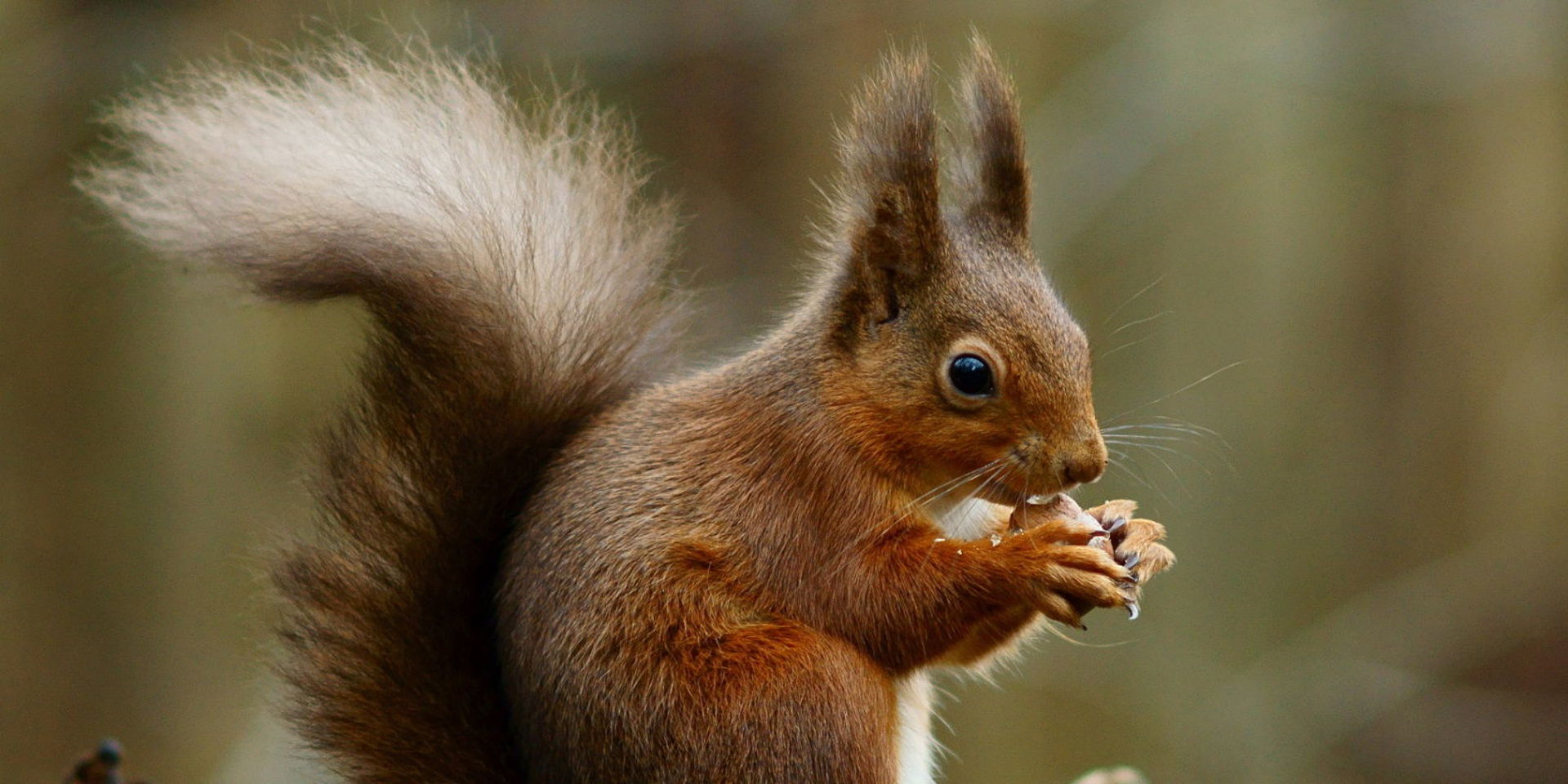 RED SQUIRREL FAMILY