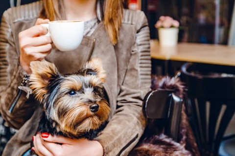 Dog Cafe Ely