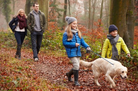 Dog Walk Through The Woods
