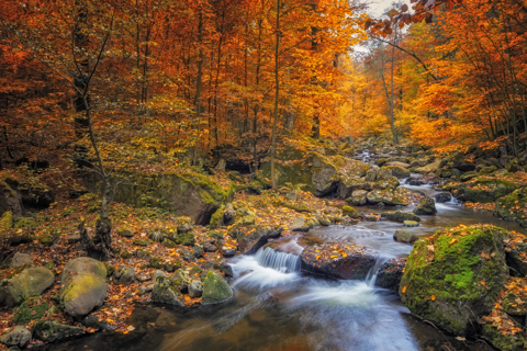 Escape Autumn