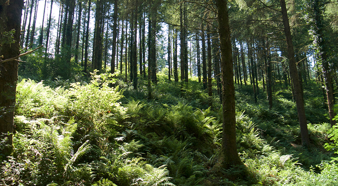 Cardinham Woods