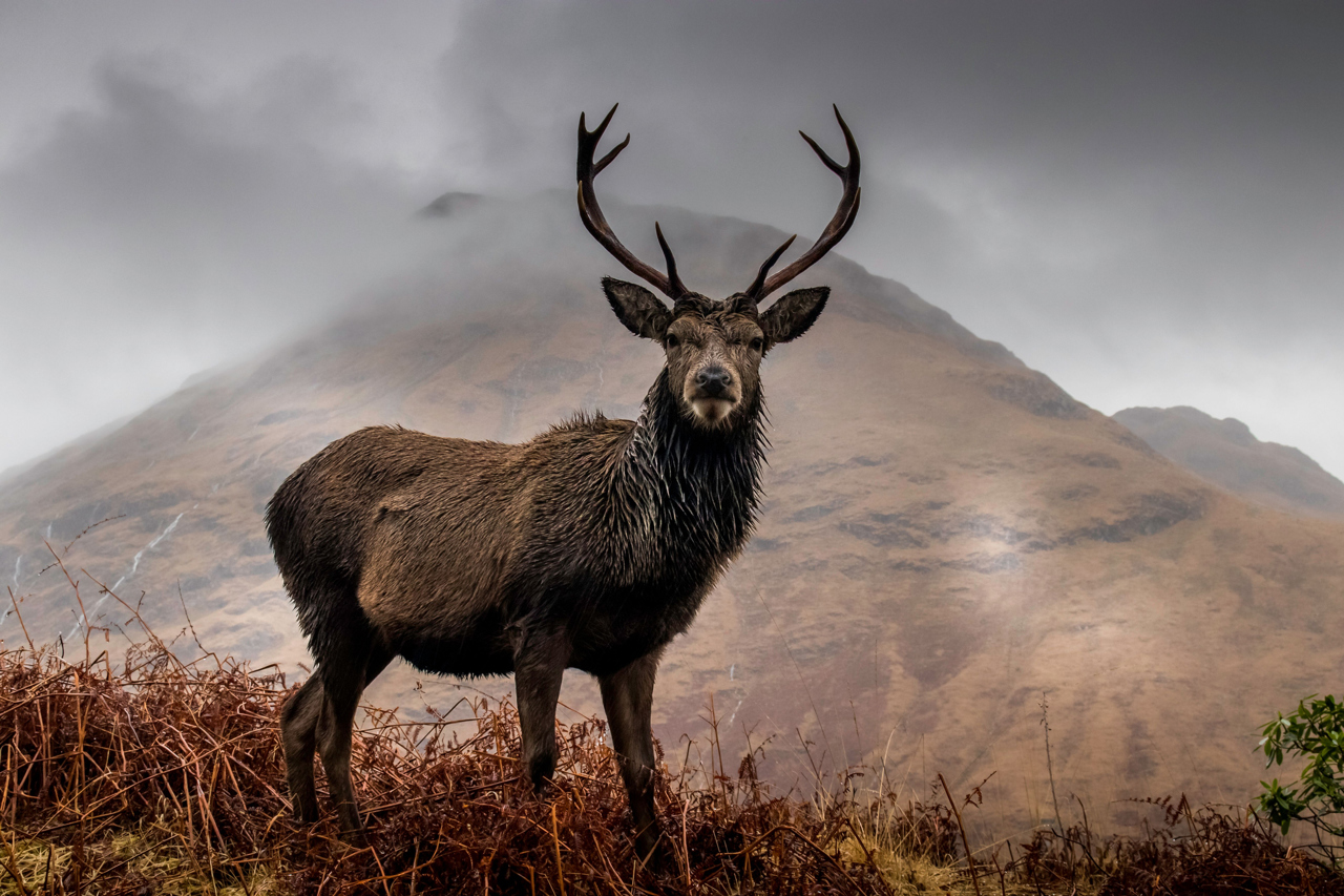 Deer