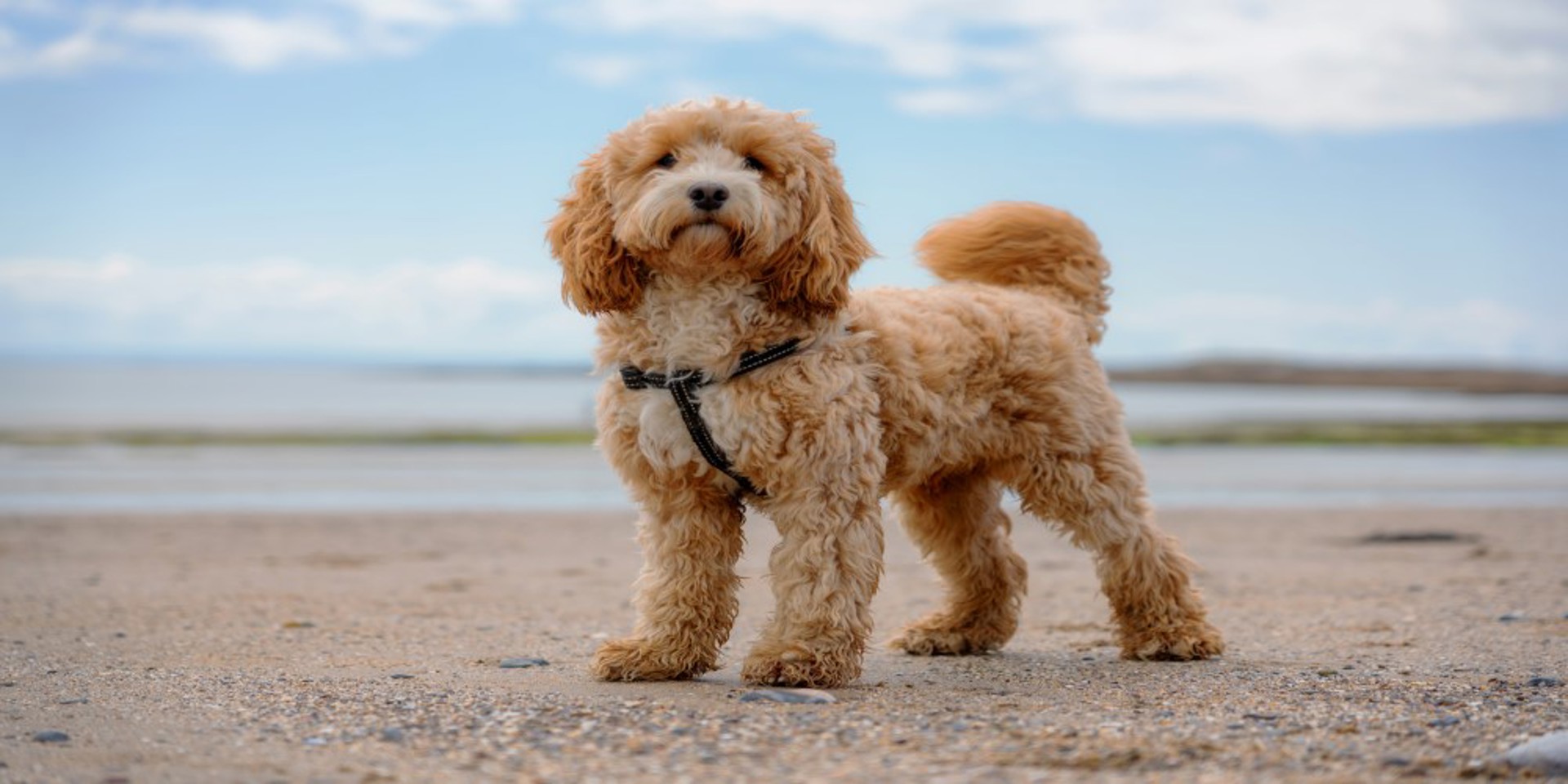 Dog Friendly Hotels