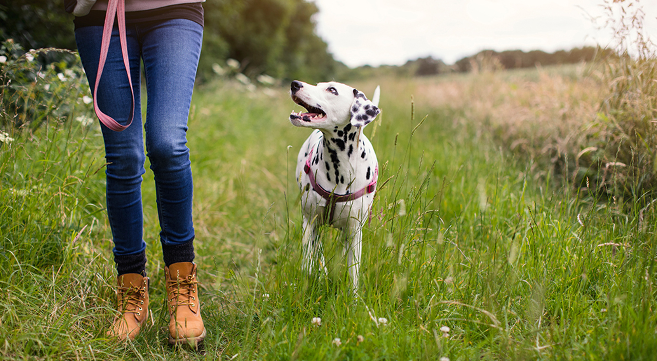 Dog Walks