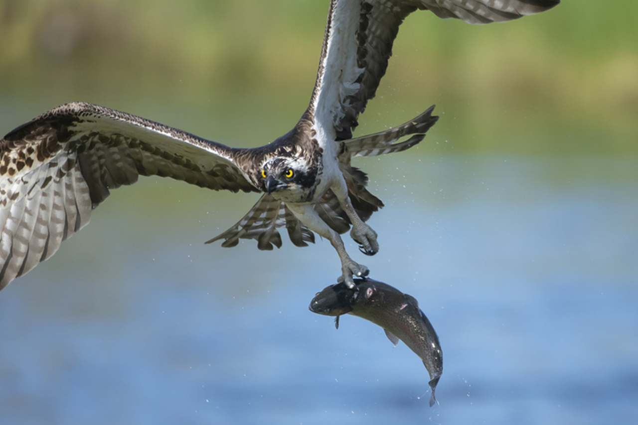 Ospreys
