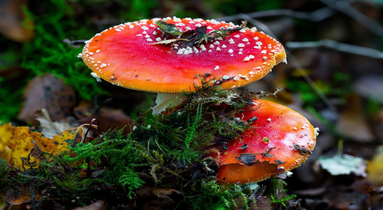 Forage