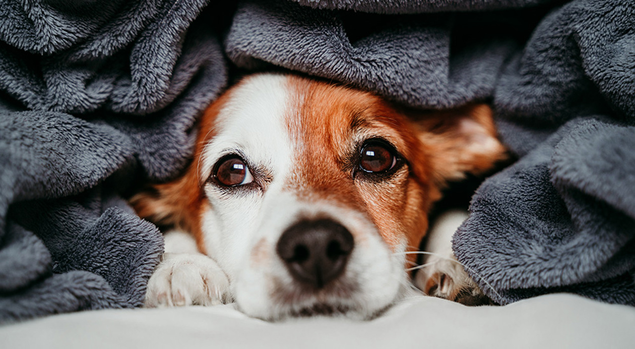Dog Blanket