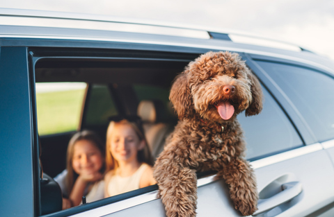 Pet Friendly Background