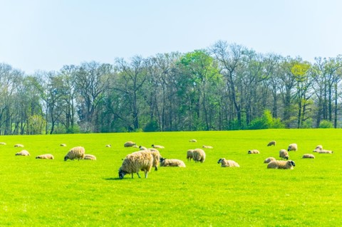 Burghley Park