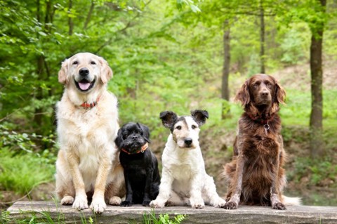 Pet Events Bristol